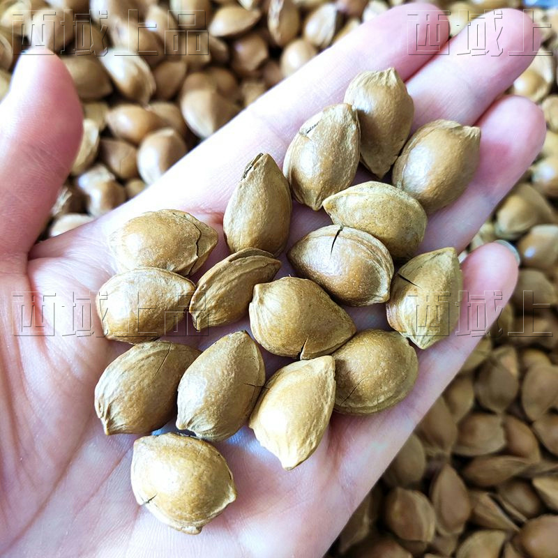 新疆特产干果吊树干小白杏杏核五香手剥小银杏杏仁500克散货包邮