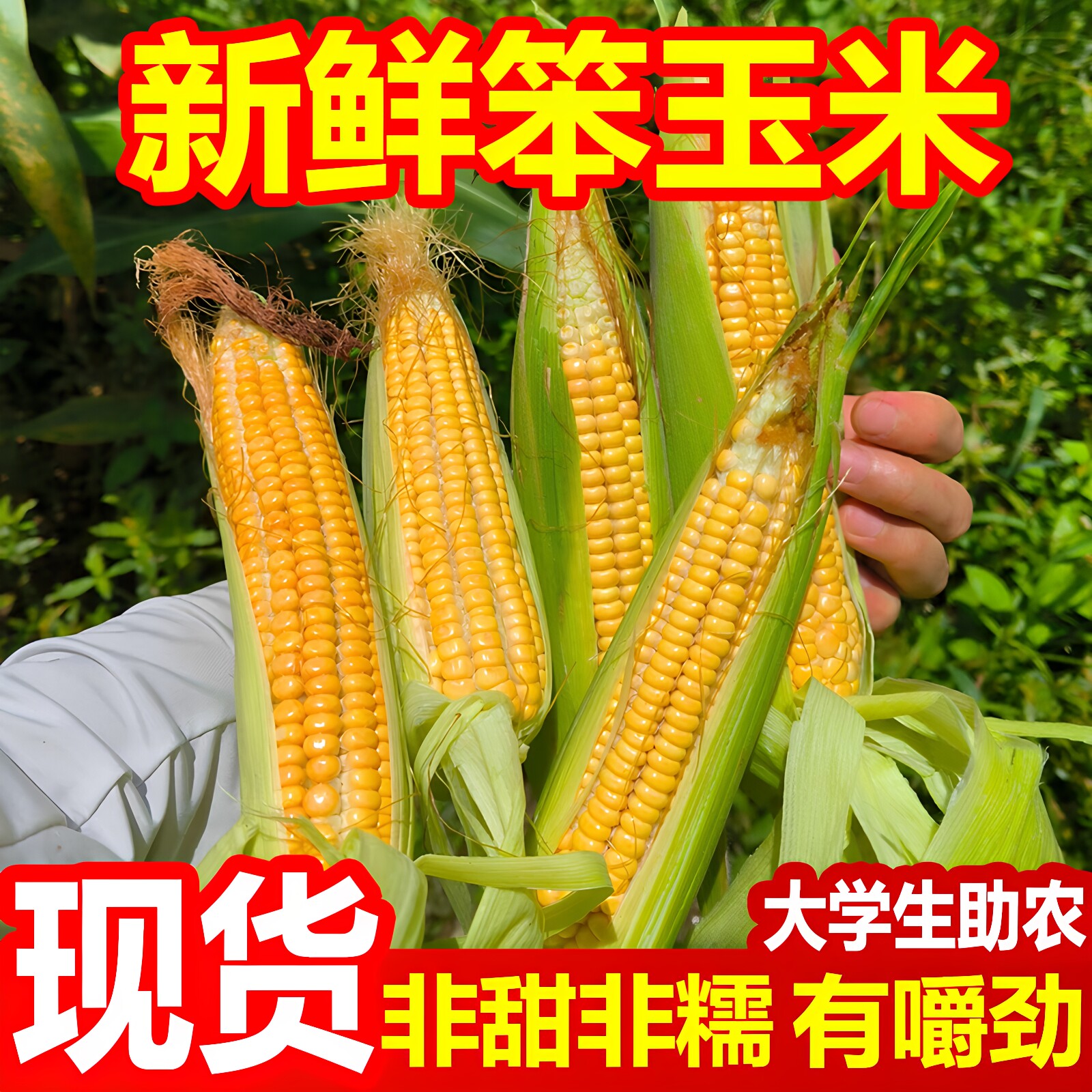 老式玉米新鲜笨玉米农家自种黄玉米棒子笨苞米非甜糯硬玉米老味道