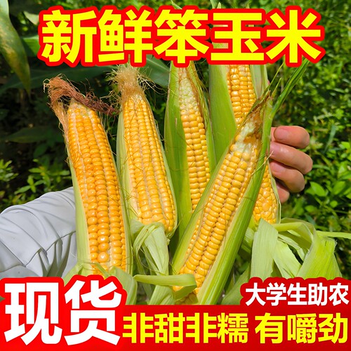 新鲜笨玉米老式玉米苞谷2026头茬