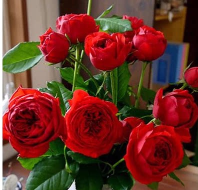 日本红苹果月季花苗灌木正红色四季切花插花玫瑰直立好看好养的花