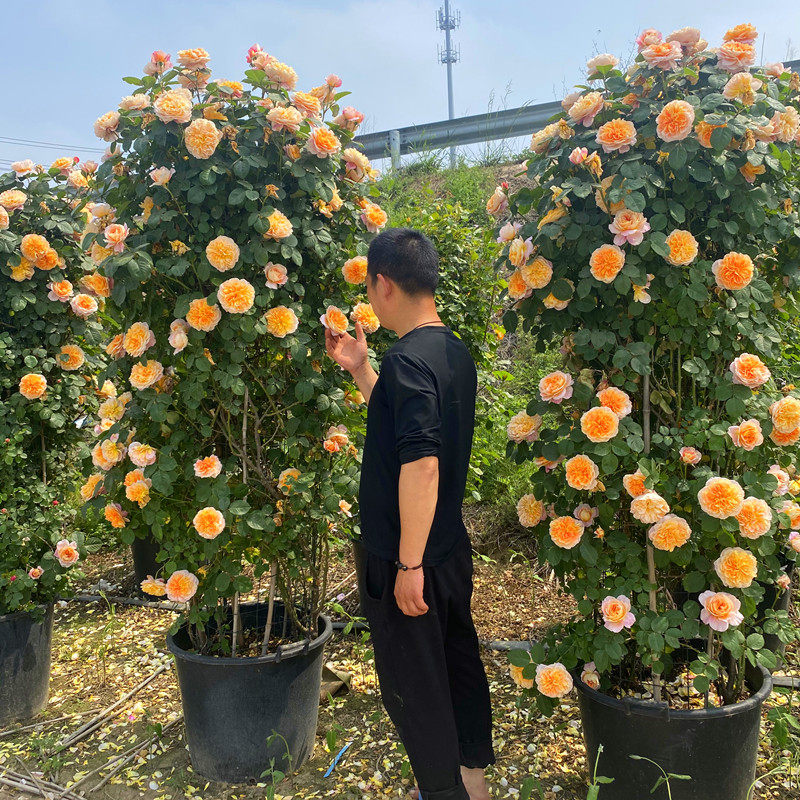 高端欧洲藤本爬藤蔷薇月季花苗粉龙沙宝石别墅庭院特大花柱四季,鲜花速递/花卉仿真/绿植园艺,时令草本花卉,淘宝优惠券,粉丝福利购,淘宝优惠卷