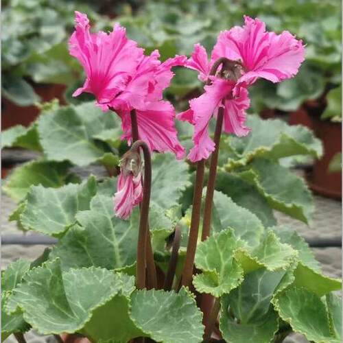 新品炫舞大花仙客来带花发货兔耳朵四季开花阳台盆栽年宵花卉