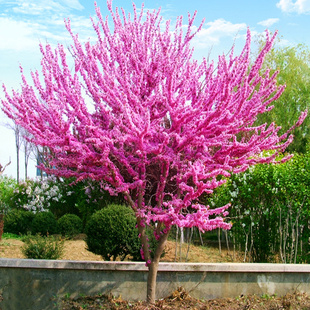 紫荆花树苗独干丛生庭院别墅植物绿化四季室外风景树耐寒紫荆花苗
