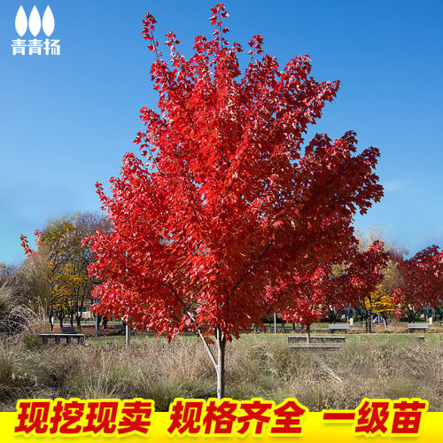 美国红枫树苗园林庭绿化工程苗木红点红冠秋火焰室外行道风景大树