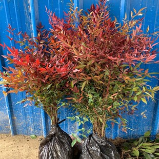 庭院绿化耐寒花卉火焰南天竹苗客厅阳台盆栽四季常青红天竹树苗