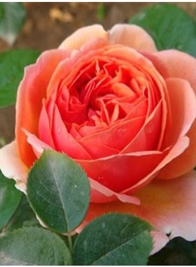 庭院绿化 欧洲月季音乐馆(Chippendale)灌木月季植物花苗藤本月季