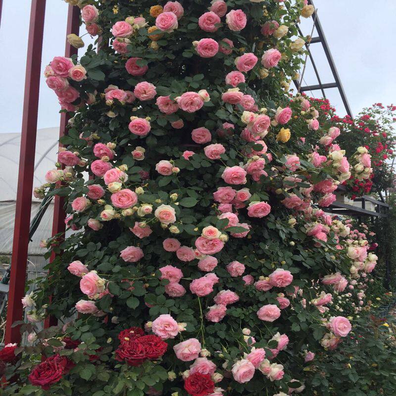 欧洲藤本月季花苗特大花浓香  