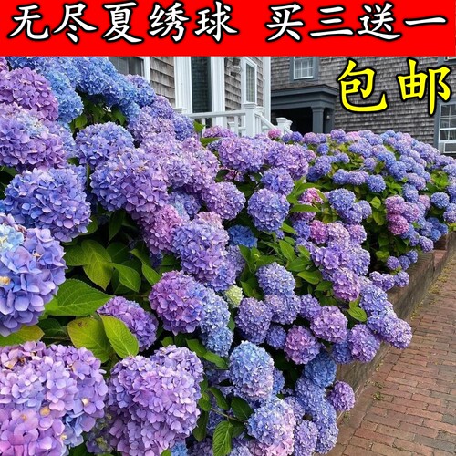 绣球花苗盆栽阳台花卉变色无尽夏庭院别墅花园植物多年生耐寒