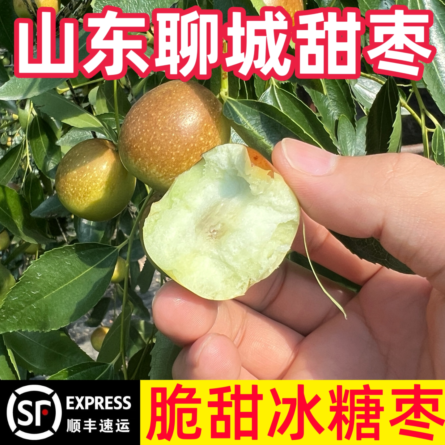2026年山东新鲜脆甜冰糖枣脆枣