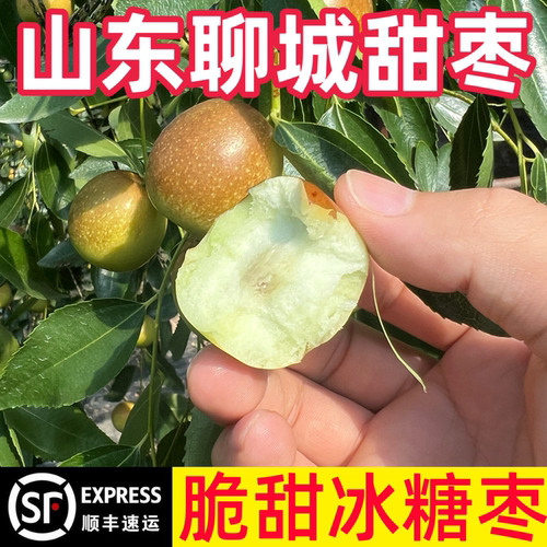 2026年山东新鲜脆甜冰糖枣脆枣青红枣当季水果整箱包邮