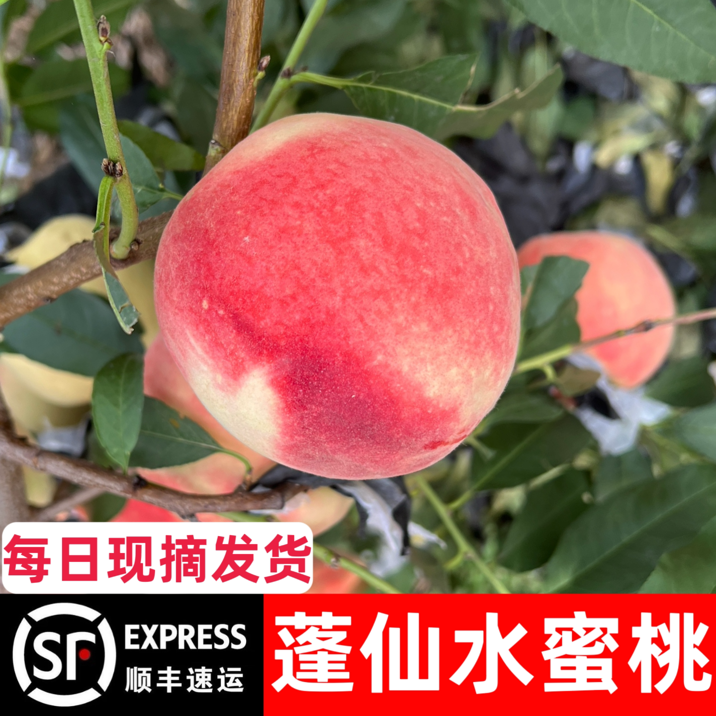 山东聊城毛桃大红桃新鲜应季时令桃