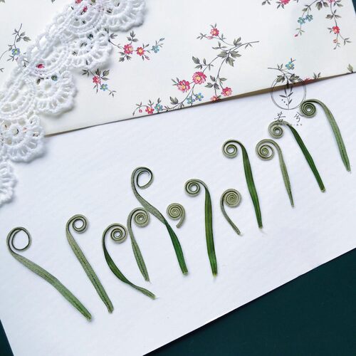 苏铁芽植物标本手工diy干花材料