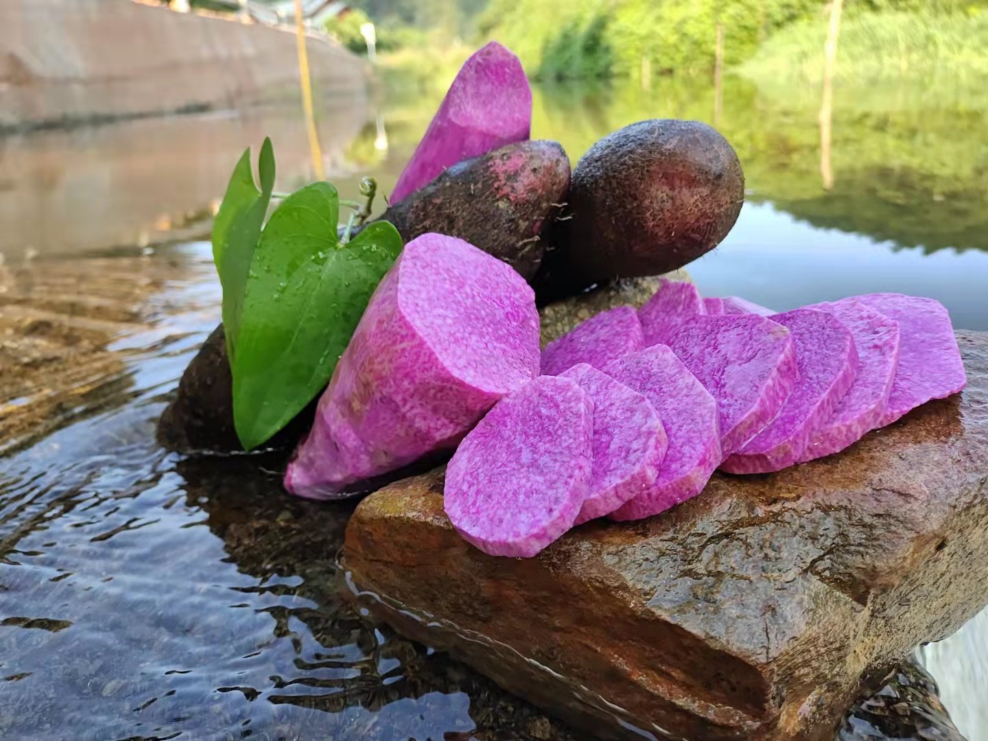 新鲜农家土特产赣南紫山药紫淮山紫大薯产地现发3斤5斤紫山药包邮