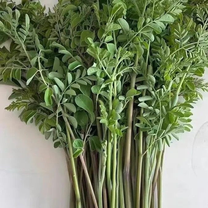 广东产地直销辣木芽特产新鲜辣木苗辣木子苗酒店餐厅食材蔬菜10斤