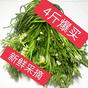 云南特产水性扬花洱海菜特色新鲜蔬菜网红野菜大理海菜花火锅菜