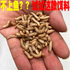 黑水虻活虫鱼饵翘嘴观赏鱼虾螃蟹龙虾诱饵料蚯蚓红虫卵干野钓通用