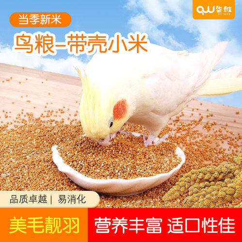 鹦鹉粮太行山梯田谷子粮