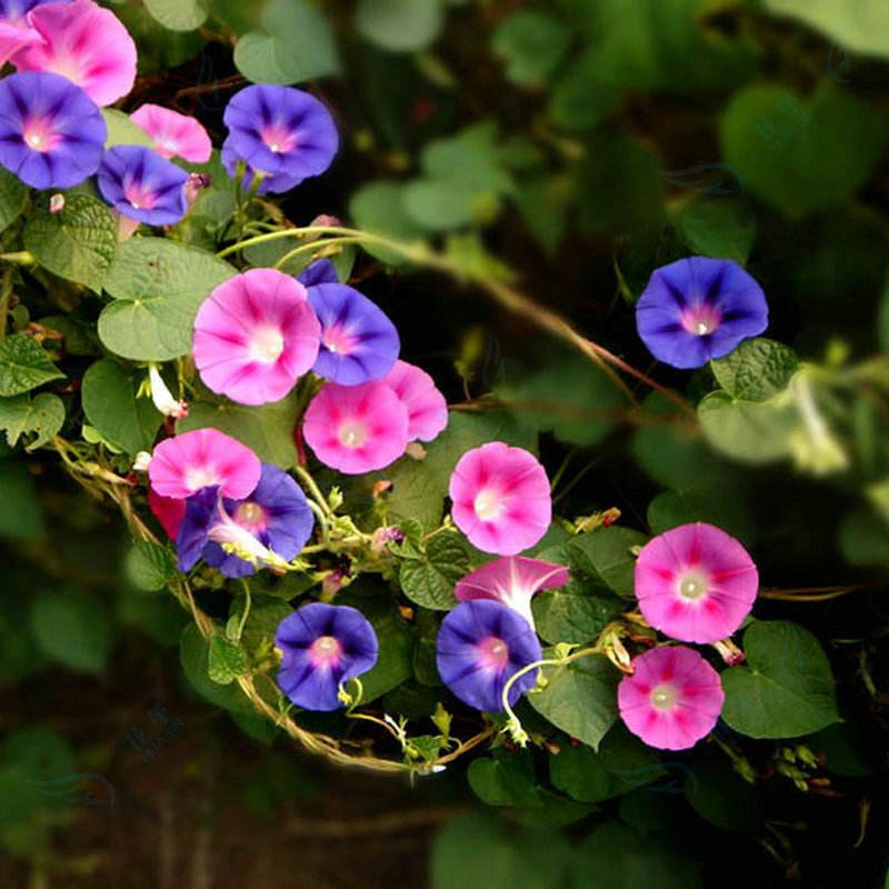 爬藤攀援庭院阳台易活牵牛花种子