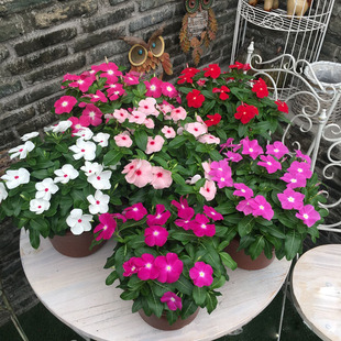 长春花种子花籽子日日春混色种子开花耐旱易活阳台花籽盆栽庭院
