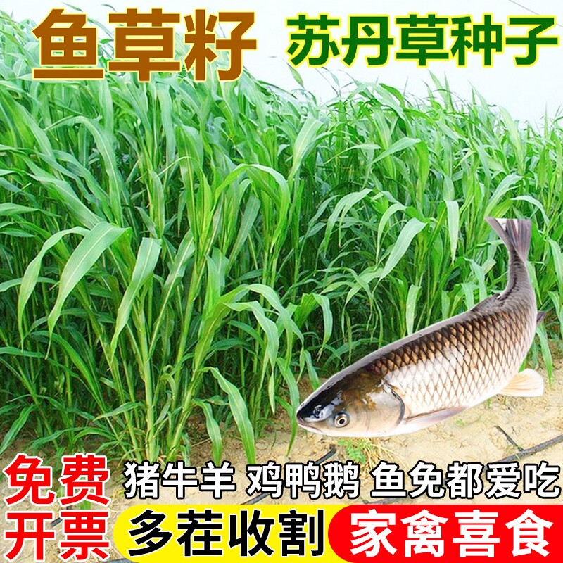 多年生牧草种籽苏丹草草籽高丹王草种籽鸭鹅牛羊鱼草种籽四季高产