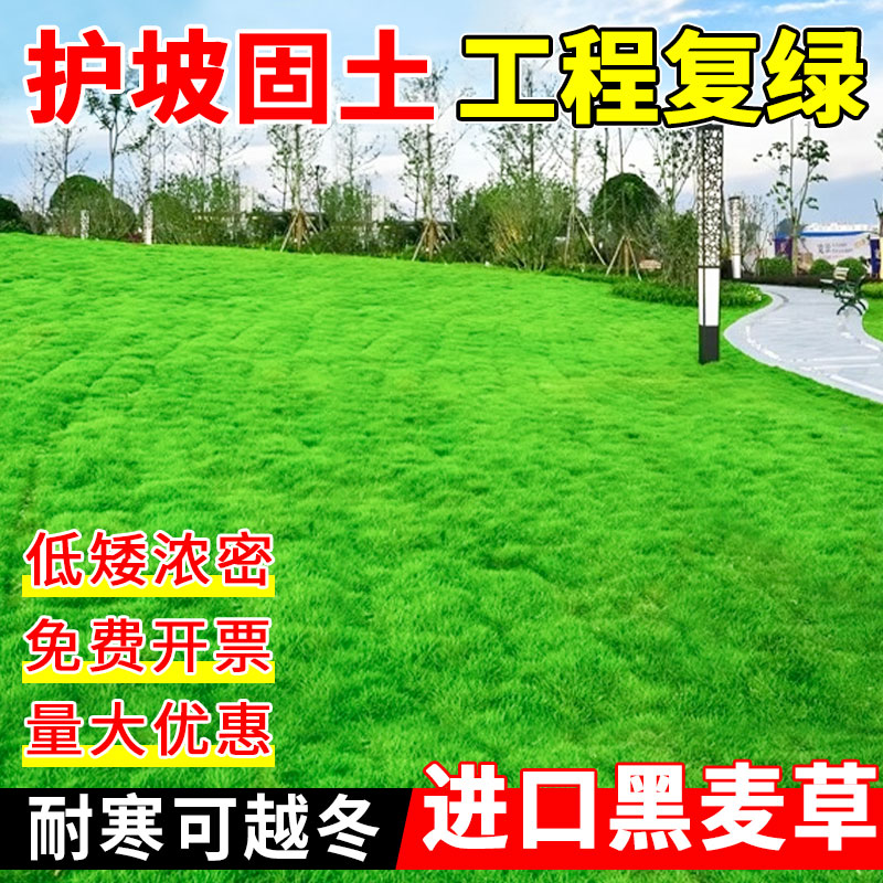 四季开花易种盆栽进口香水百合