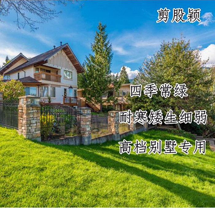 细弱匍匐草坪种子别墅低矮剪股颖