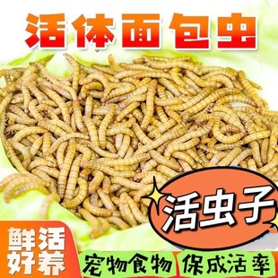 耐用面包虫活虫鲜活蝗虫鱼儿专用吃的虫子活食物软饵麦麸子垂钓拉