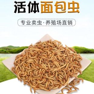 麦麸面包虫小壁虎吃的食物宠物龙鱼活虫饲料黄粉虫苗画眉鸟提性虫