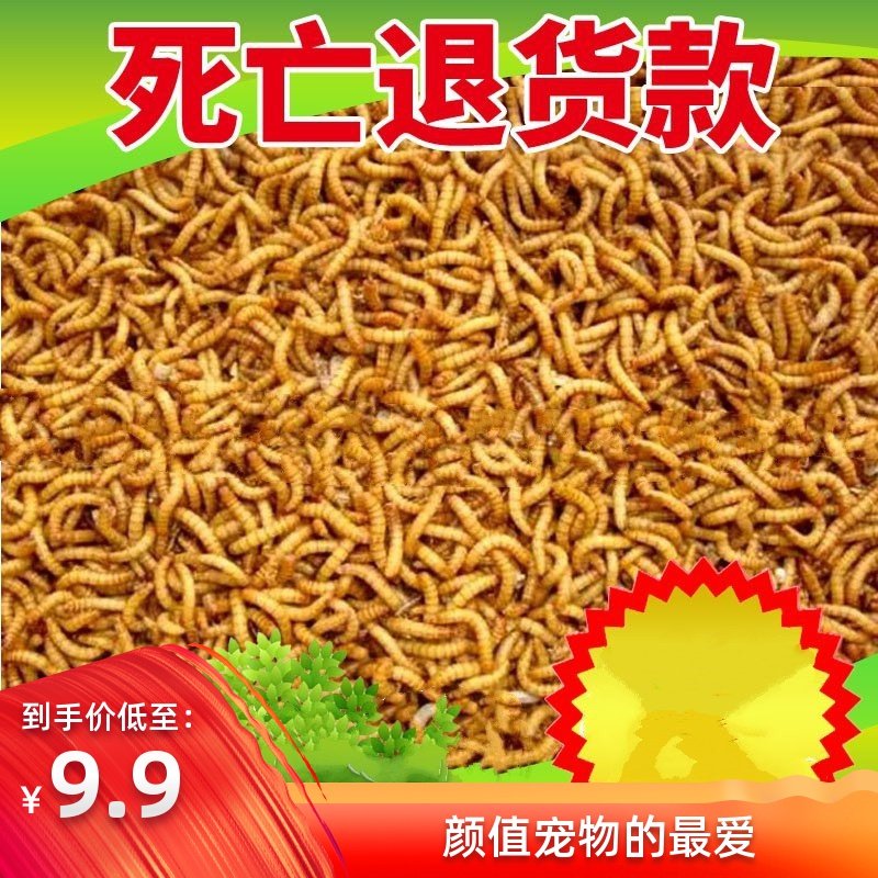 500g面包虫活的八哥鸟虫活物养殖黄粉虫饲养宠物鸟食活虫种虫饲料,宠物/宠物食品及用品,爬虫/鸣虫食物,淘宝优惠券,粉丝福利购,淘宝优惠卷