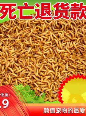 活虫画眉鲜活鸟粮黄粉鸟食小鸟虫
