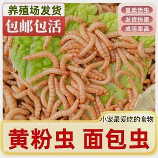 喂幼鸟吃的虫子鸡虫鹦鹉百灵画眉八哥鱼饵燕子食物饲料面包虫活虫