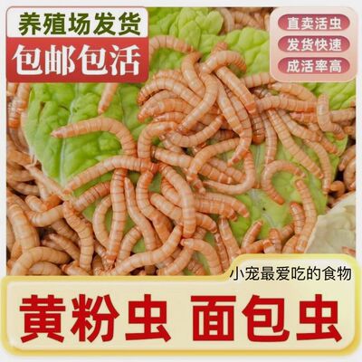鸟食喂幼鸟粮宠物食物画眉鸟虫子