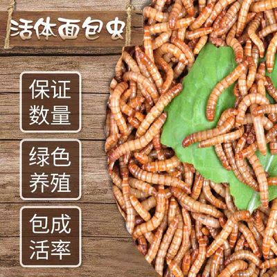 喂鸟虫活虫鲜活龙鱼鸟食物黄粉虫