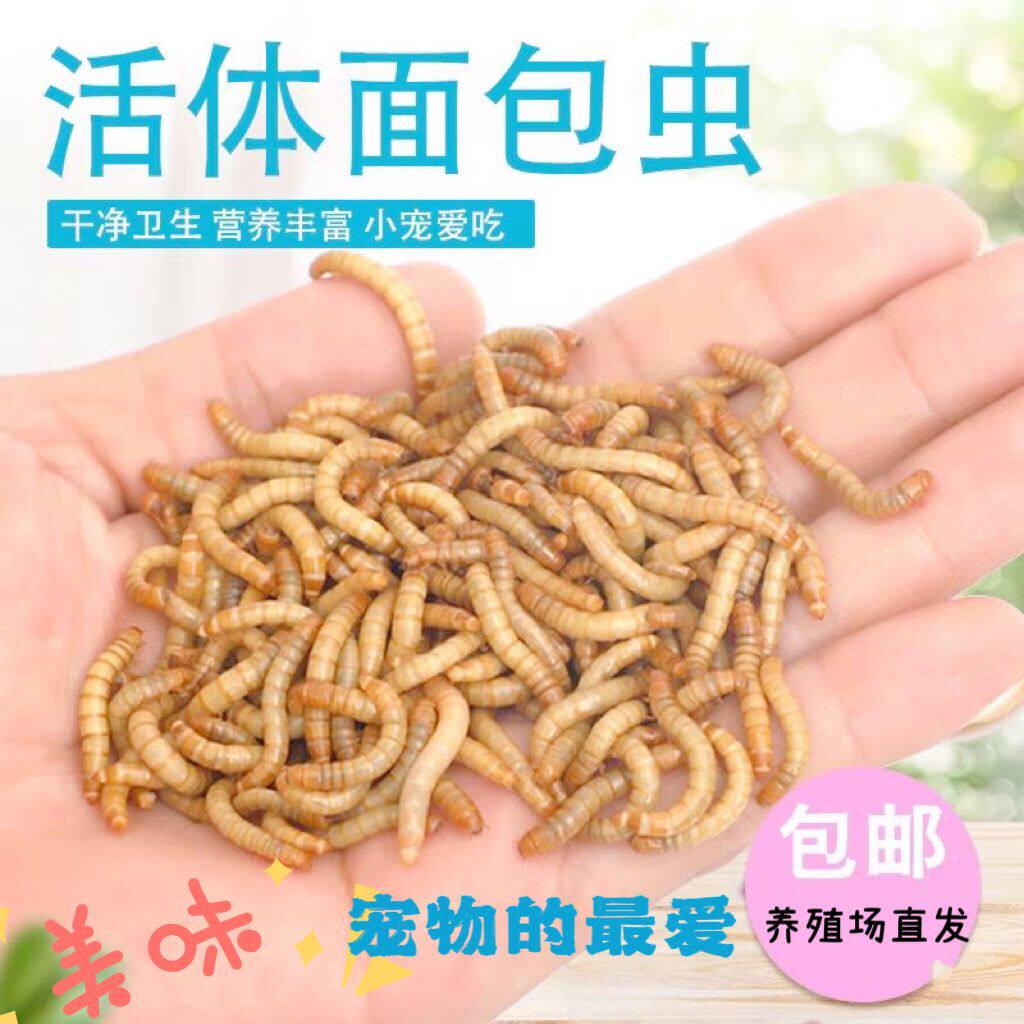 喂幼鸟吃的虫子小鸡鹦鹉百灵画眉八哥鱼饵食物燕子粮饲料面包活虫