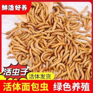 喂鸡吃的虫子面包虫幼虫大号活虫鸟食物八哥鸟画眉鹦鹉鸟粮活虫子