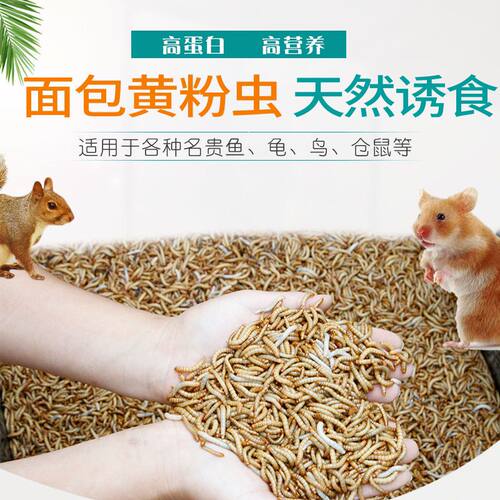 蛋白质饲料小鸟百灵乌龟吃的虫子