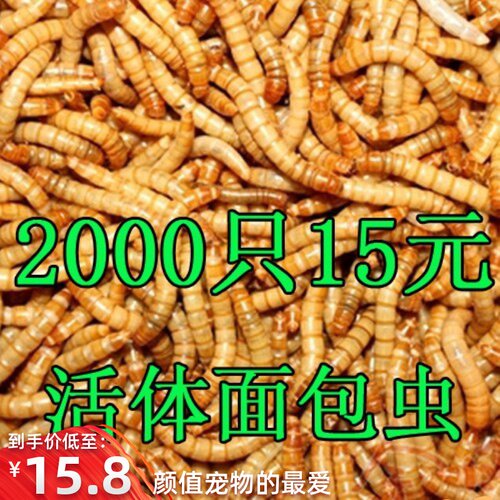 鲜活虫子喂鸟粮鹦鹉八哥活体鸟粮