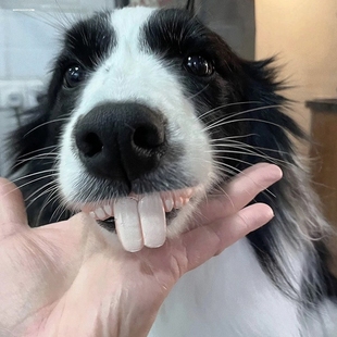 搞怪兔子大门牙沙雕假牙套整蛊龅牙宠物柯基狗狗假牙玩具土拨鼠