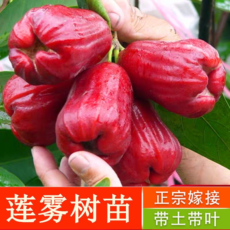 正品莲雾树苗带土带叶发