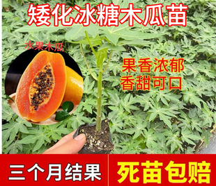 木瓜苗树南方矮化高产雷州冰糖红心大苗南方种植盆栽地栽当年结果