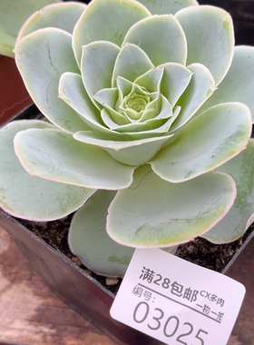 03025原始冰边帕