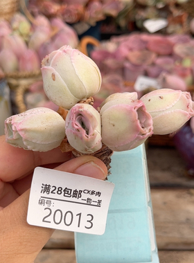 20013奶帕老桩8cm