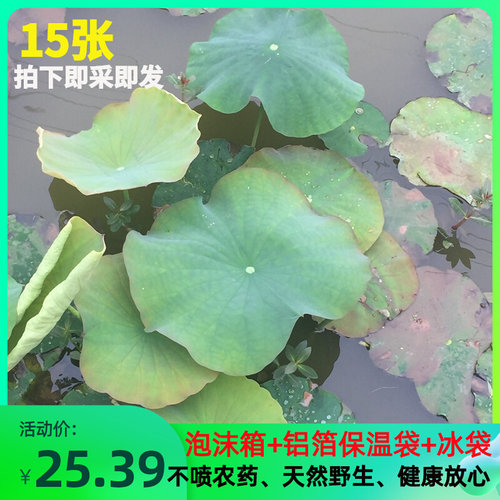 现摘野生新鲜荷叶整张荷叶熬粥食用鲜莲叶包粽子的荷叶茶泡水荷叶