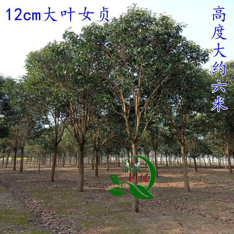 大叶女贞小树苗高杆女贞大树丛生大叶女贞耐寒8-10公分行道绿化树
