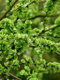 榆树苗榆钱苗可食用白榆家榆苗别墅庭院道路绿化风景树占地拆迁苗