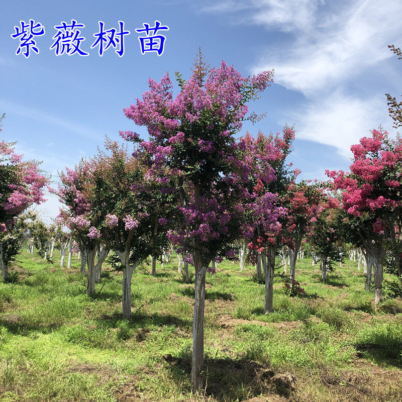 夏秋季节多年生落叶紫薇树苗