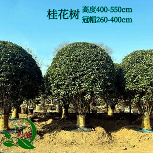 桂花树苗四季桂金桂盆栽四季常青桂花大小树耐寒庭院绿化树苗丛生