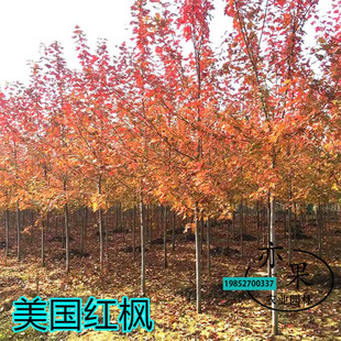 红枫树苗红冠中国红美国红日本红舞姬红枫三季红鸡爪槭庭院绿化树