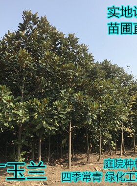 广玉兰树苗四季常青玉兰花耐寒