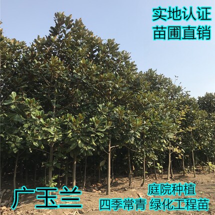 广玉兰树苗广玉兰小苗四季常青庭院绿化苗木红紫黄白玉兰大苗耐寒